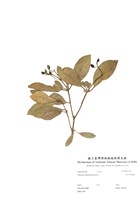 藏品(著生珊瑚樹)的圖片